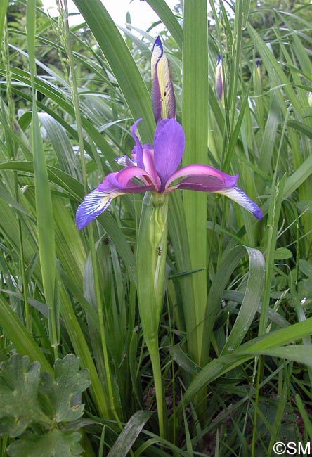 Iris graminea