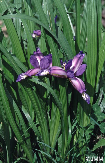 Iris graminea