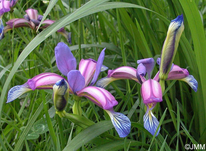 Iris graminea