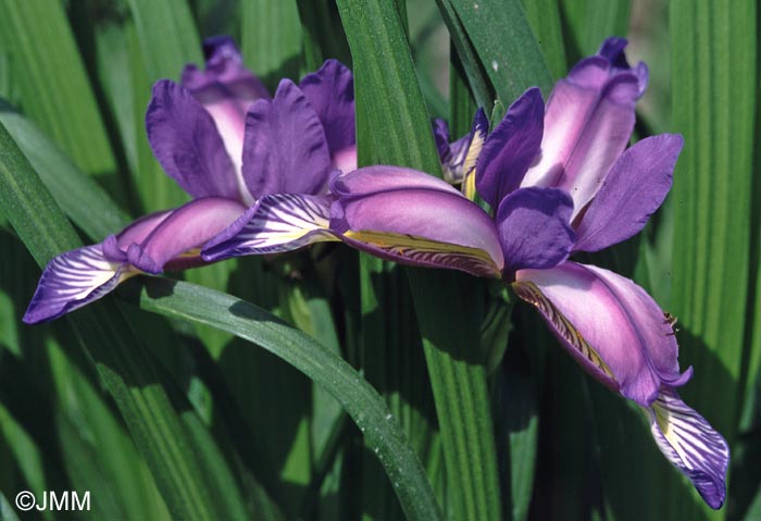 Iris graminea