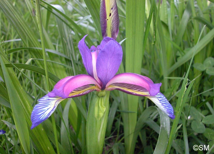 Iris graminea