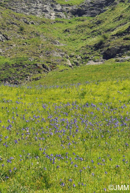 Iris latifolia = Iris xiphioides