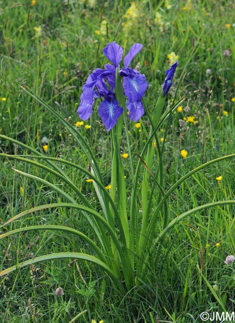 Iris latifolia = Iris xiphioides