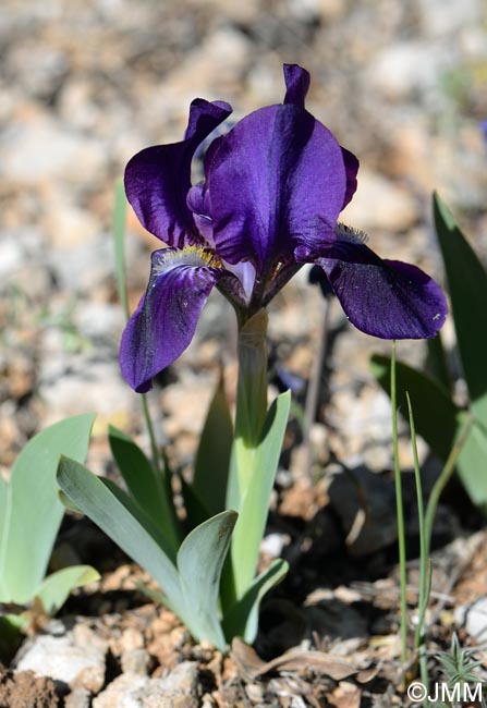 Iris lutescens = Iris chamaeiris