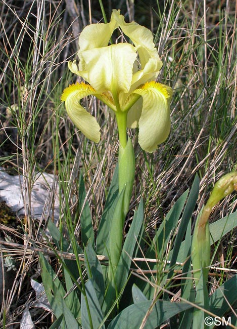 Iris lutescens = Iris chamaeiris