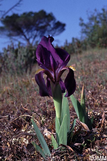 Iris lutescens = Iris chamaeiris