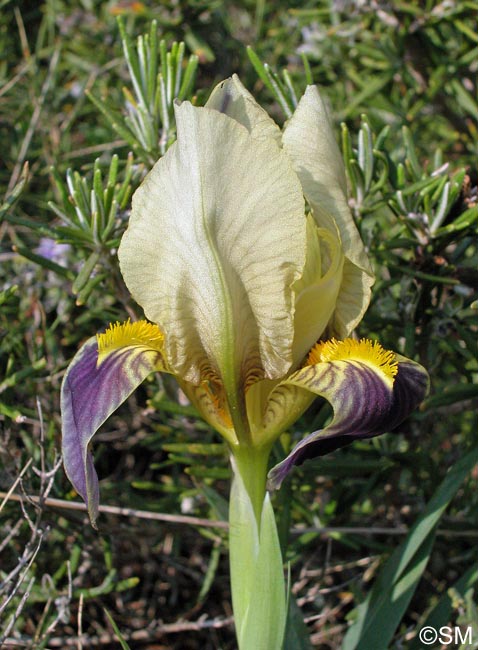 Iris lutescens = Iris chamaeiris