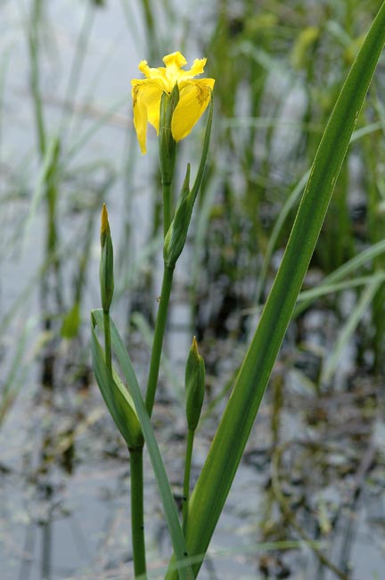 Iris pseudacorus