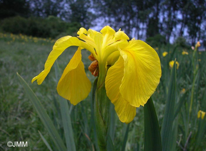 Iris pseudacorus