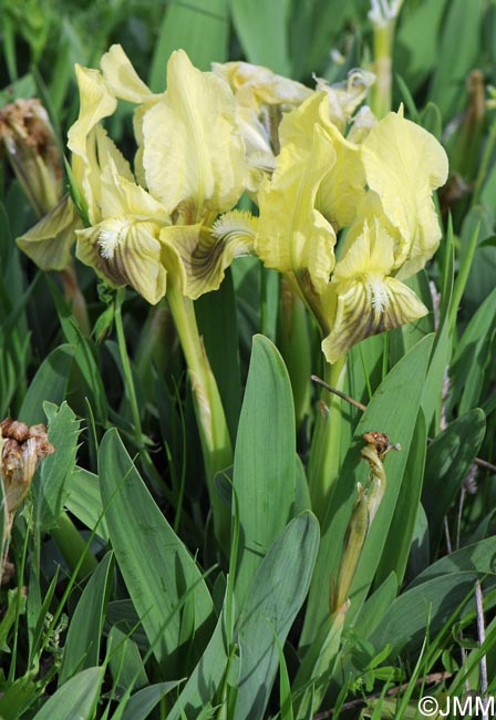 Iris pseudopumila