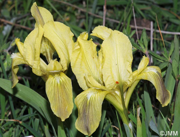 Iris pseudopumila