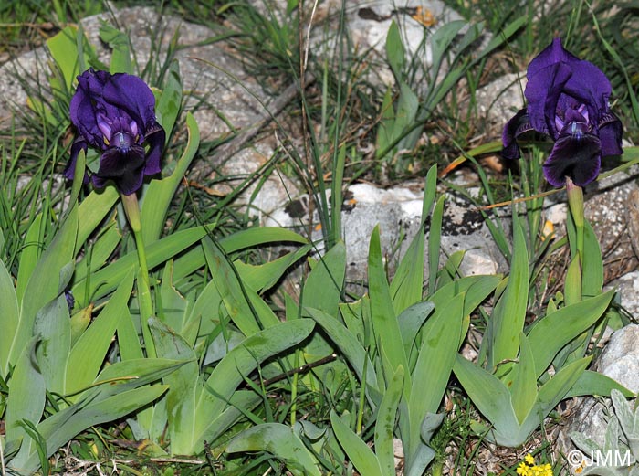 Iris pseudopumila