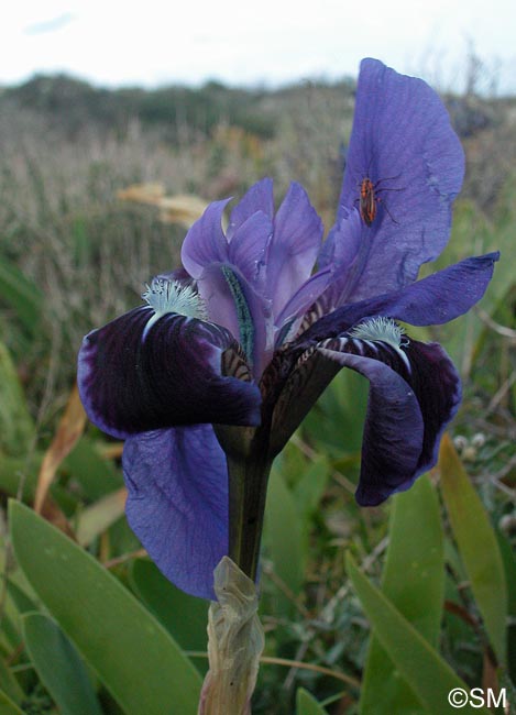 Iris pseudopumila