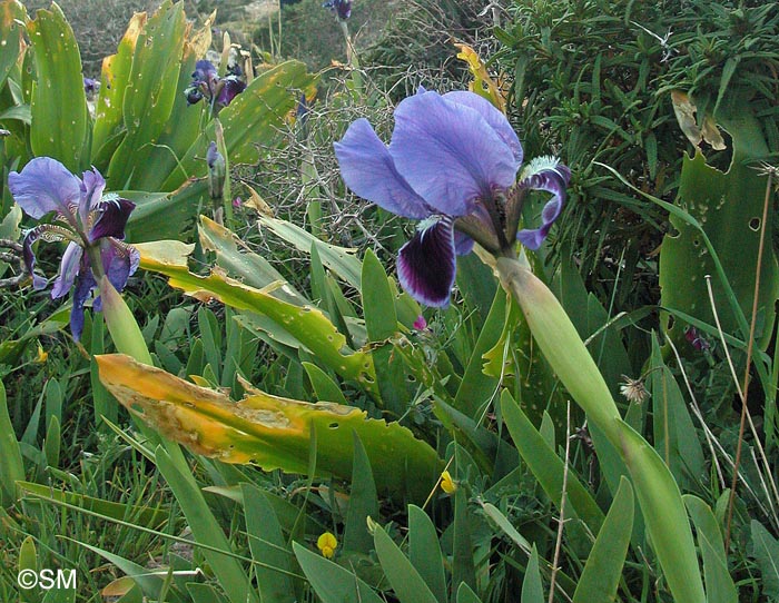 Iris pseudopumila