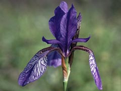 Iris sibirica