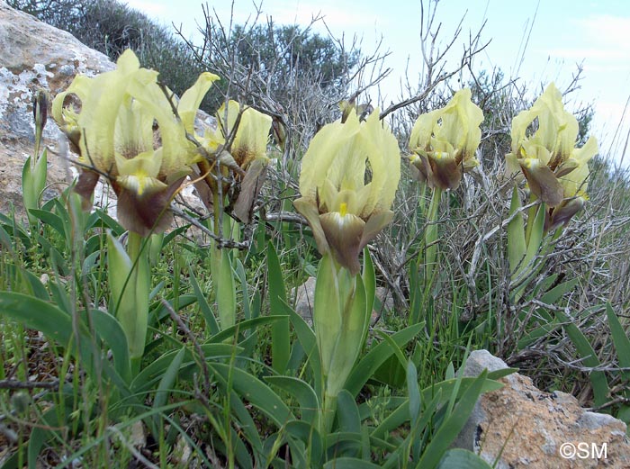 Iris suaveolens