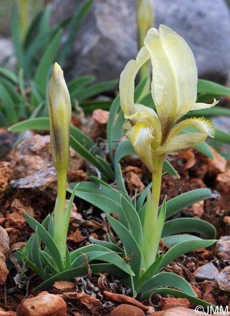 Iris suaveolens