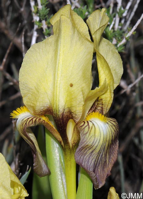 Iris suaveolens