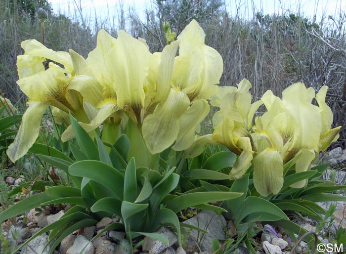 Iris suaveolens