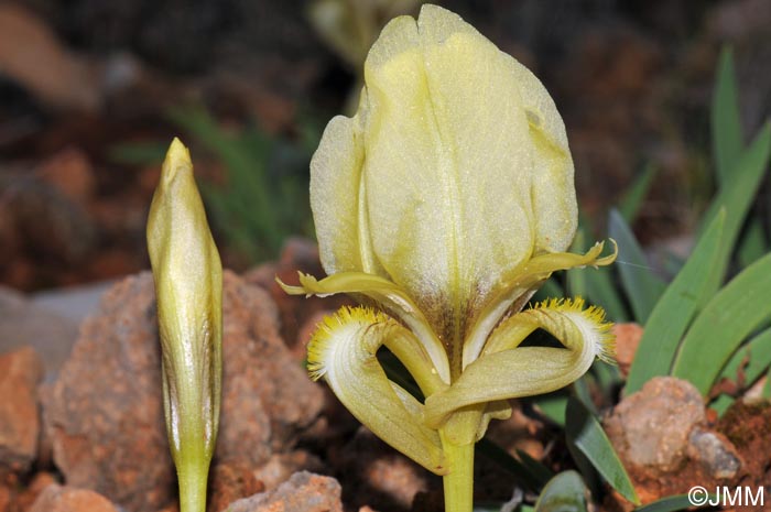 Iris suaveolens