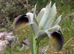 Iris tuberosa