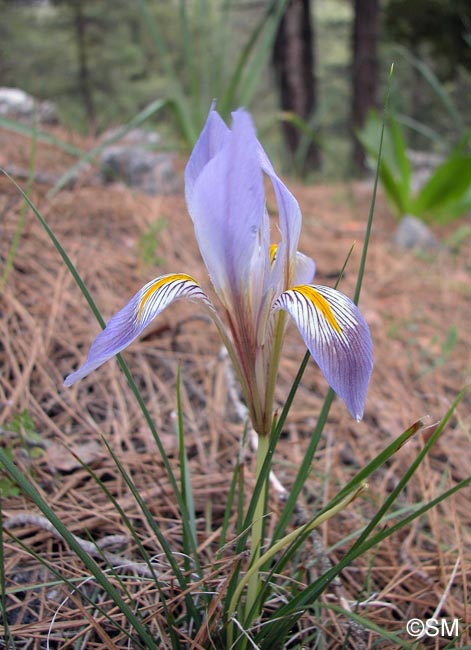 Iris unguicularis = Iris unguicularis subsp. unguicularis
