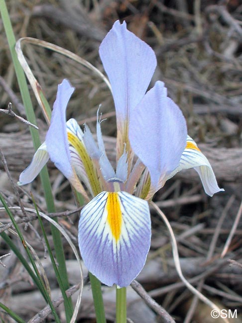 Iris unguicularis = Iris unguicularis subsp. unguicularis
