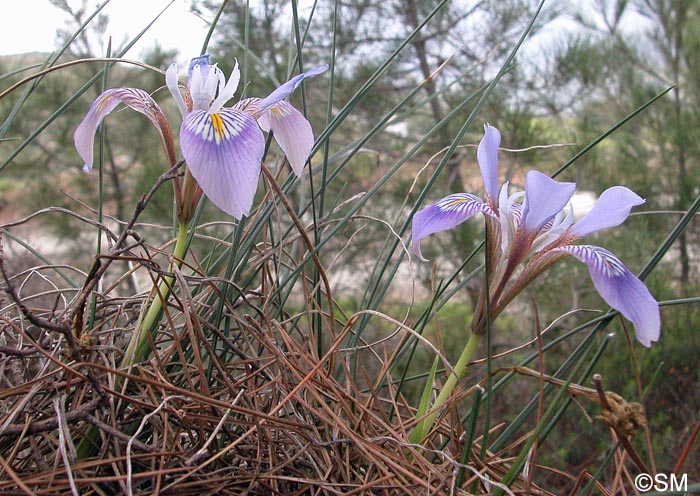 Iris unguicularis = Iris unguicularis subsp. unguicularis