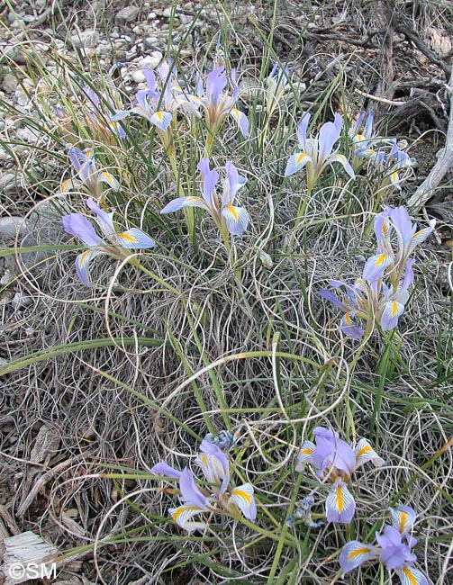 Iris unguicularis = Iris unguicularis subsp. unguicularis