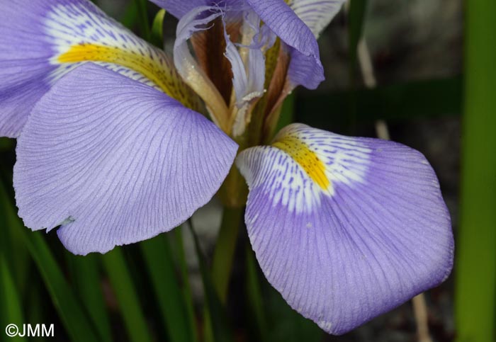 Iris unguicularis = Iris unguicularis subsp. unguicularis