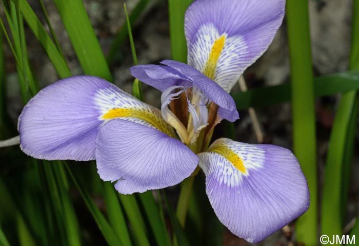 Iris unguicularis = Iris unguicularis subsp. unguicularis