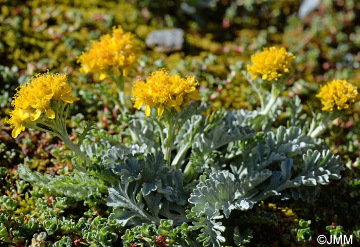 Jacobaea incana subsp. incana