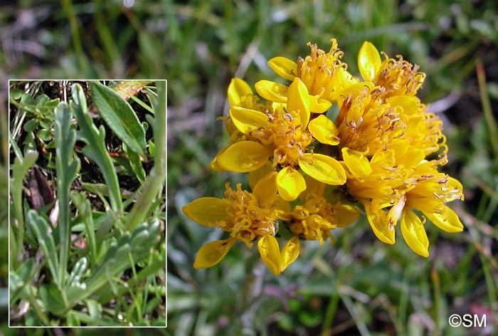 Jacobaea incana subsp. carniolica