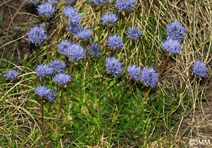 Jasione laevis