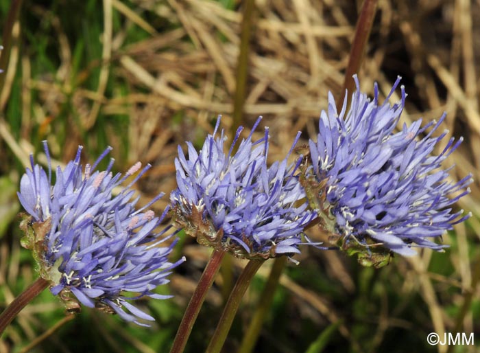 Jasione laevis