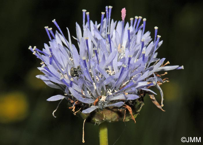 Jasione laevis