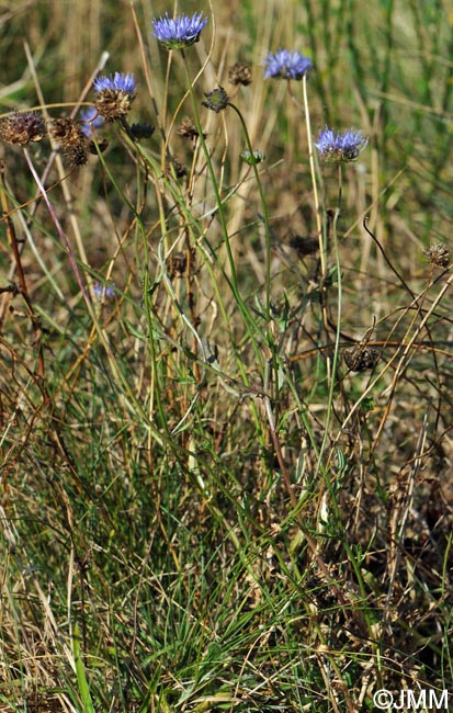 Jasione montana