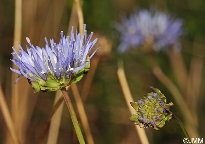 Jasione montana