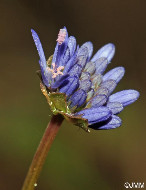 Jasione montana