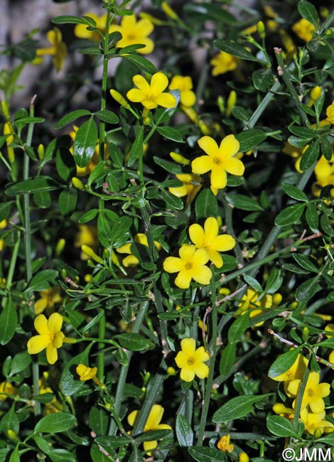 Jasminum fruticans