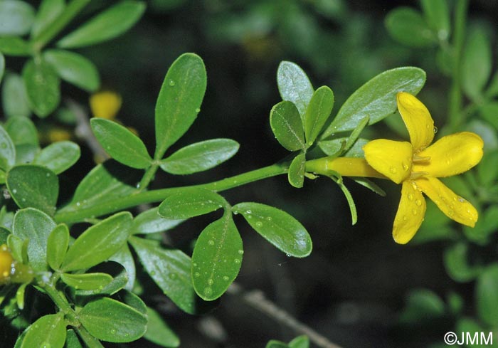 Jasminum fruticans