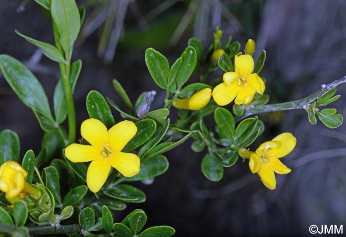 Jasminum fruticans