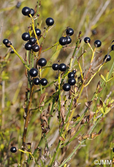 Jasminum fruticans