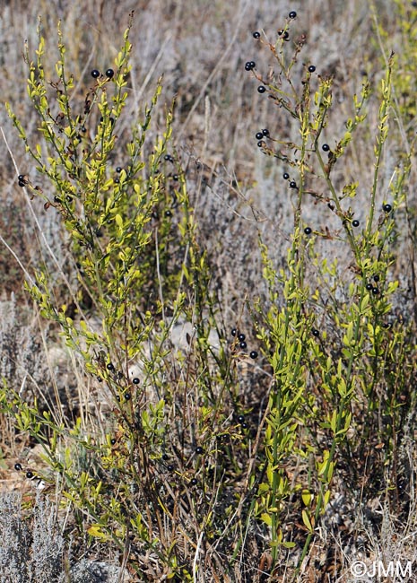 Jasminum fruticans