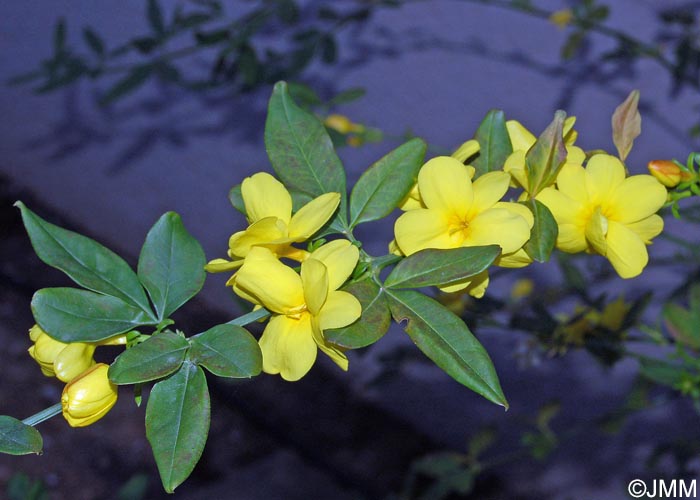 Jasminum mesnyi