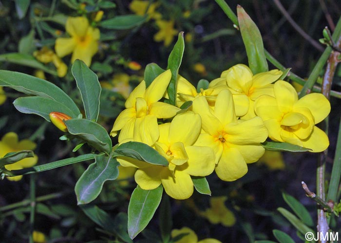 Jasminum mesnyi