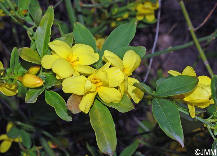 Jasminum mesnyi