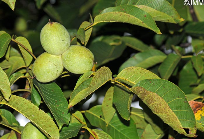 Juglans regia