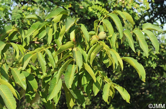 Juglans regia