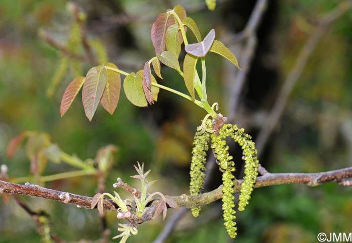 Juglans regia